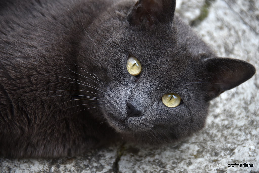 猫咪总在床上尿怎么办?别只用关门解决 猫咪总在床上尿怎么办?别只用关门解决