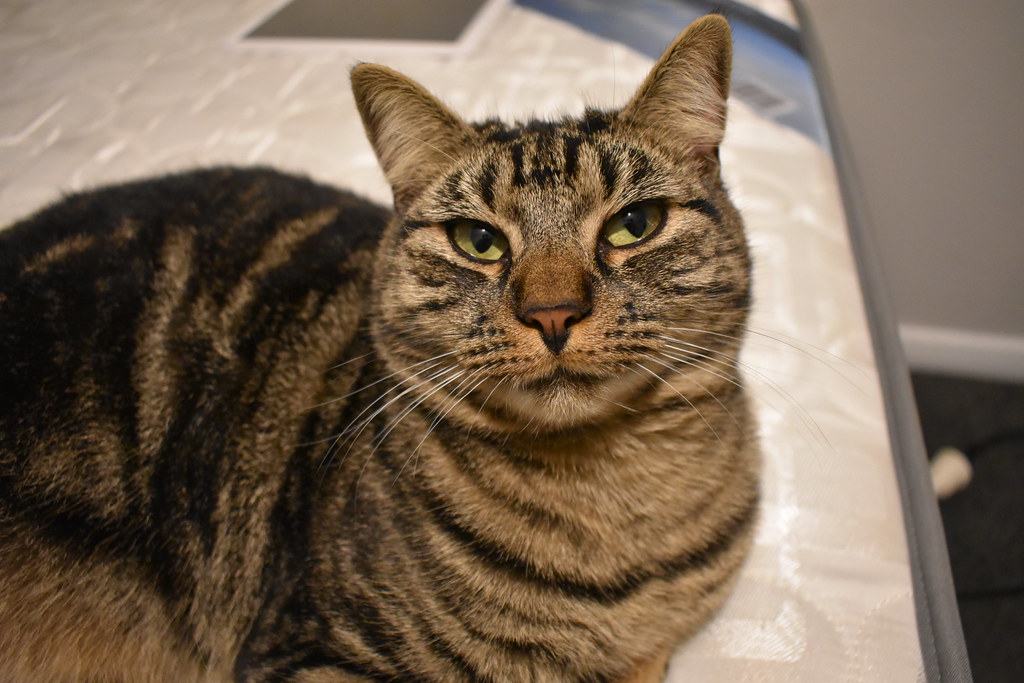 猫咪呕吐一次要紧吗?从动作、内容物到频率判断 猫咪呕吐一次要紧吗?从动作、内容物到频率判断