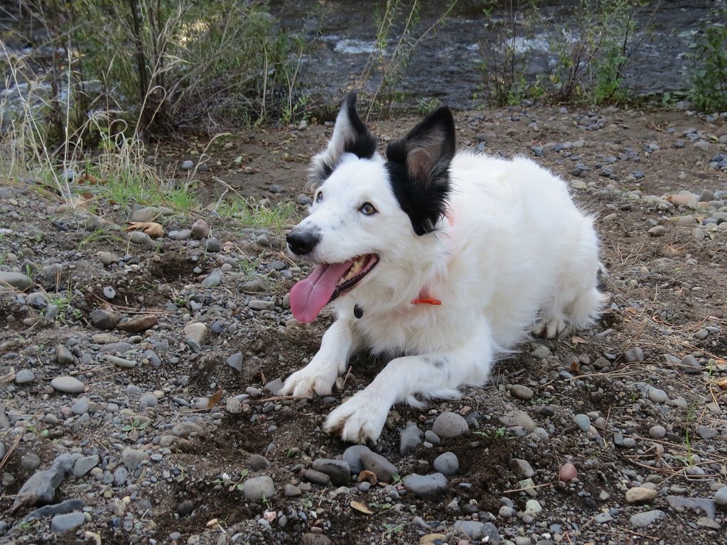 猫狗咳嗽像卡住了?区分咳嗽、干呕和反流 猫狗咳嗽像卡住了?区分咳嗽、干呕和反流