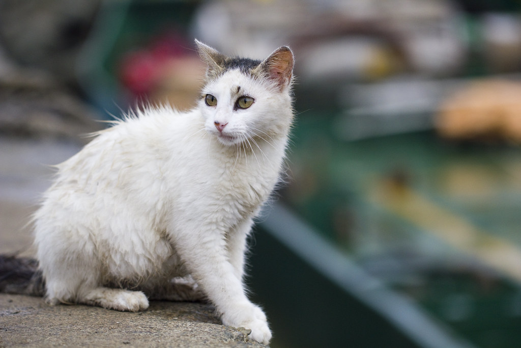猫咪到新家一直躲着怎么办?先缩小环境再等待 猫咪到新家一直躲着怎么办?先缩小环境再等待
