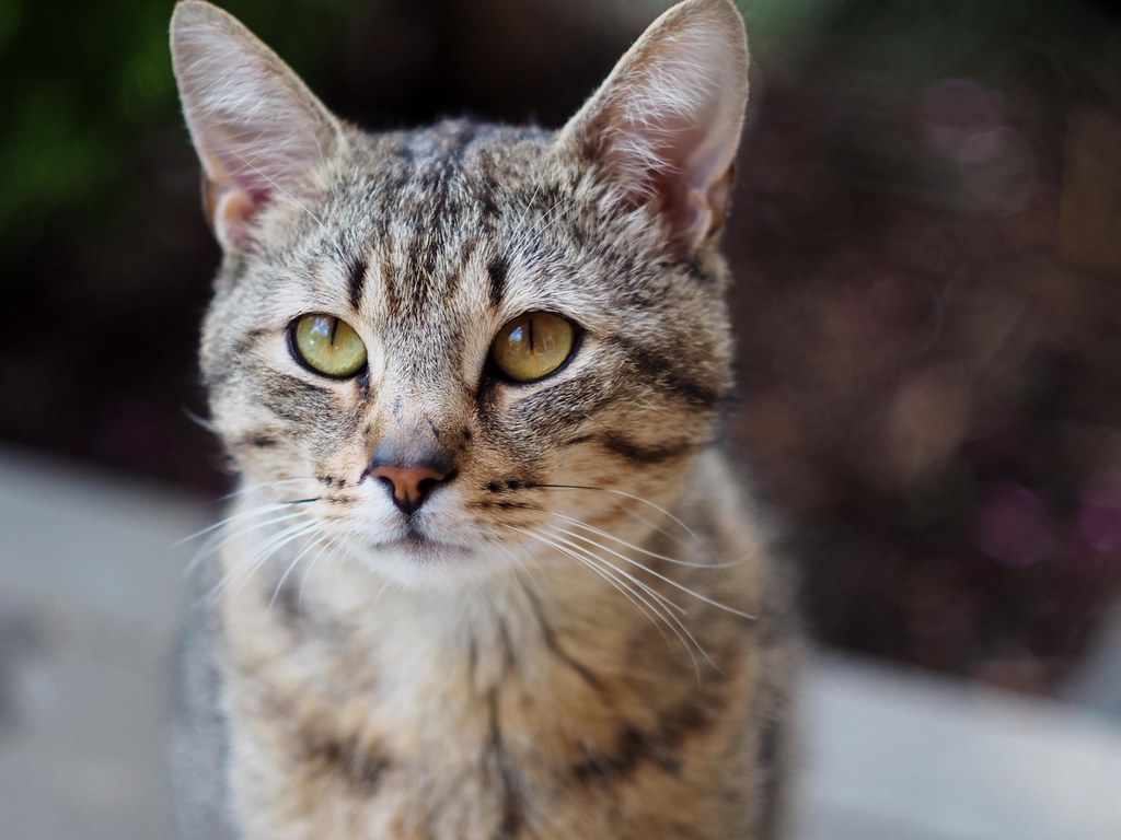 猫需要洗澡吗?多数健康室内猫更需要梳毛和局部清洁 猫需要洗澡吗?多数健康室内猫更需要梳毛和局部清洁