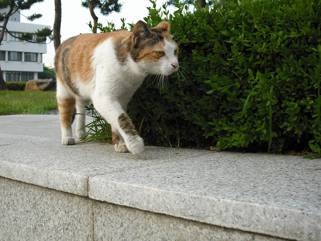 猫咪抓沙发怎么改?抓挠点摆放比阻止更重要 猫咪抓沙发怎么改?抓挠点摆放比阻止更重要