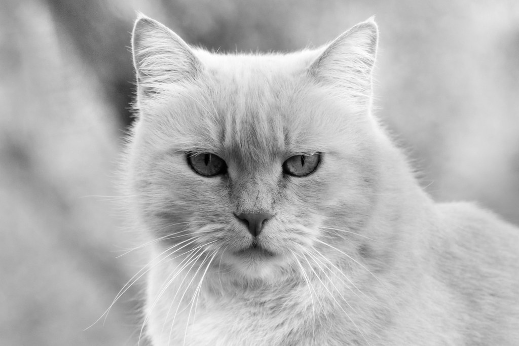 猫咪尾巴动作怎么看?结合耳朵、姿势和场景判断 猫咪尾巴动作怎么看?结合耳朵、姿势和场景判断