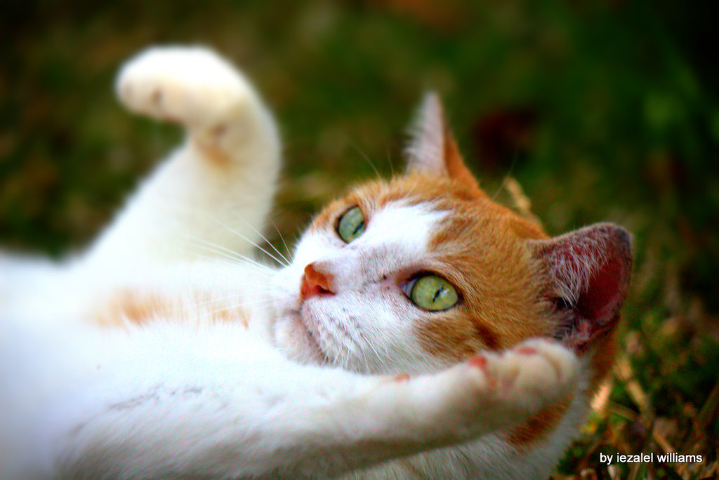 猫狗每天喂多少克?包装建议量只能作为起点 猫狗每天喂多少克?包装建议量只能作为起点