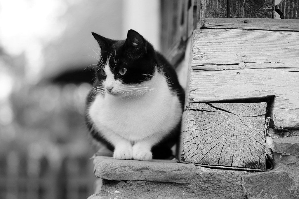 猫咪需要洗澡吗?频率要看毛发、皮肤和自理能力 猫咪需要洗澡吗?频率要看毛发、皮肤和自理能力