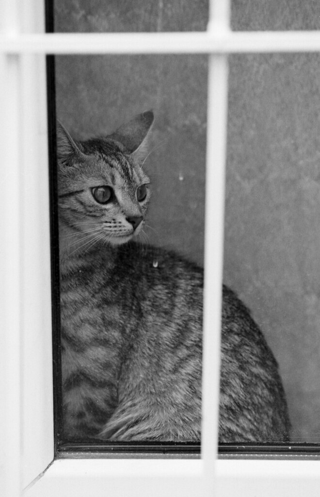 室内猫环境丰富化怎么做?先补齐高处、躲藏和狩猎机会 室内猫环境丰富化怎么做?先补齐高处、躲藏和狩猎机会