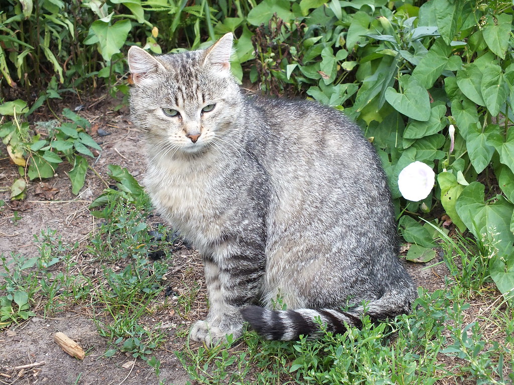 猫咪突然不用猫砂盆怎么办?先排除疼痛再调整环境 猫咪突然不用猫砂盆怎么办?先排除疼痛再调整环境