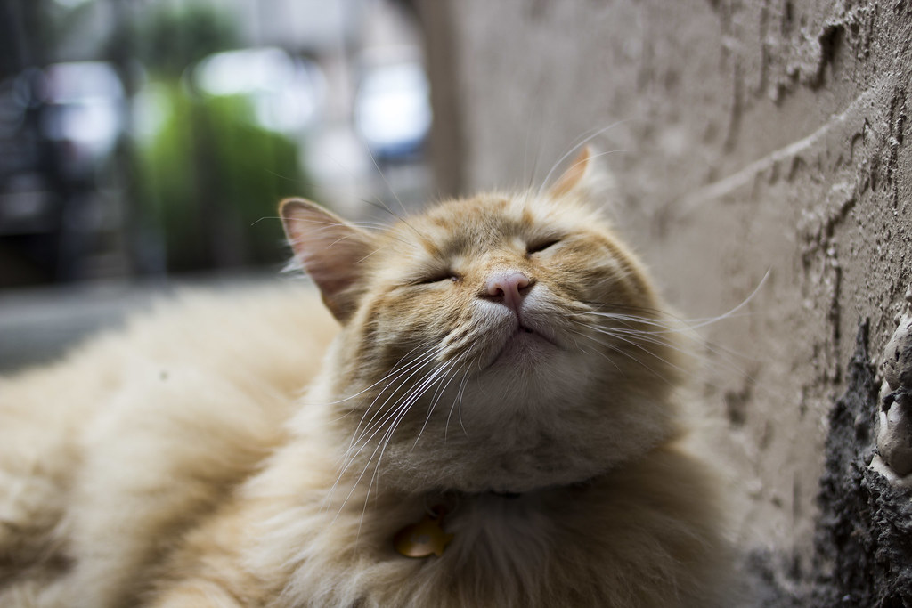 猫咪食物益智玩具怎么开始？先让它容易成功再增加难度