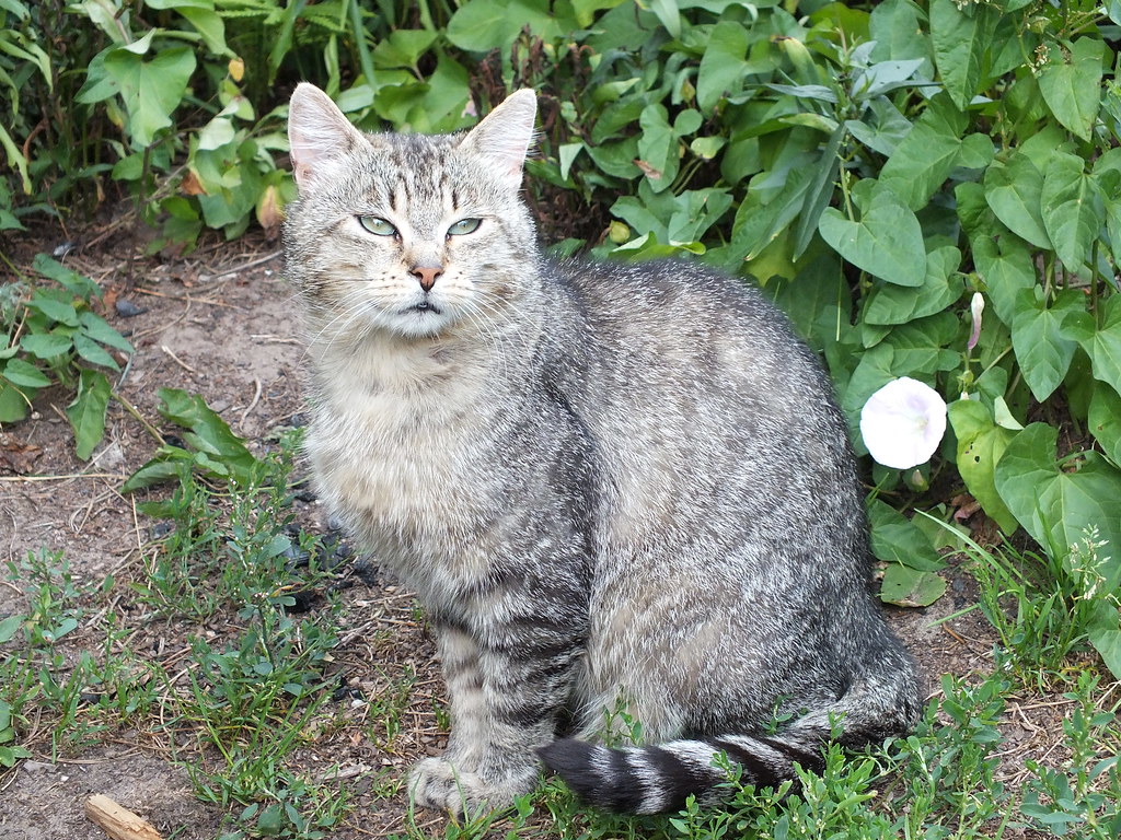 猫咪在猫砂盆里待很久怎么办？先确认有没有真正排出尿