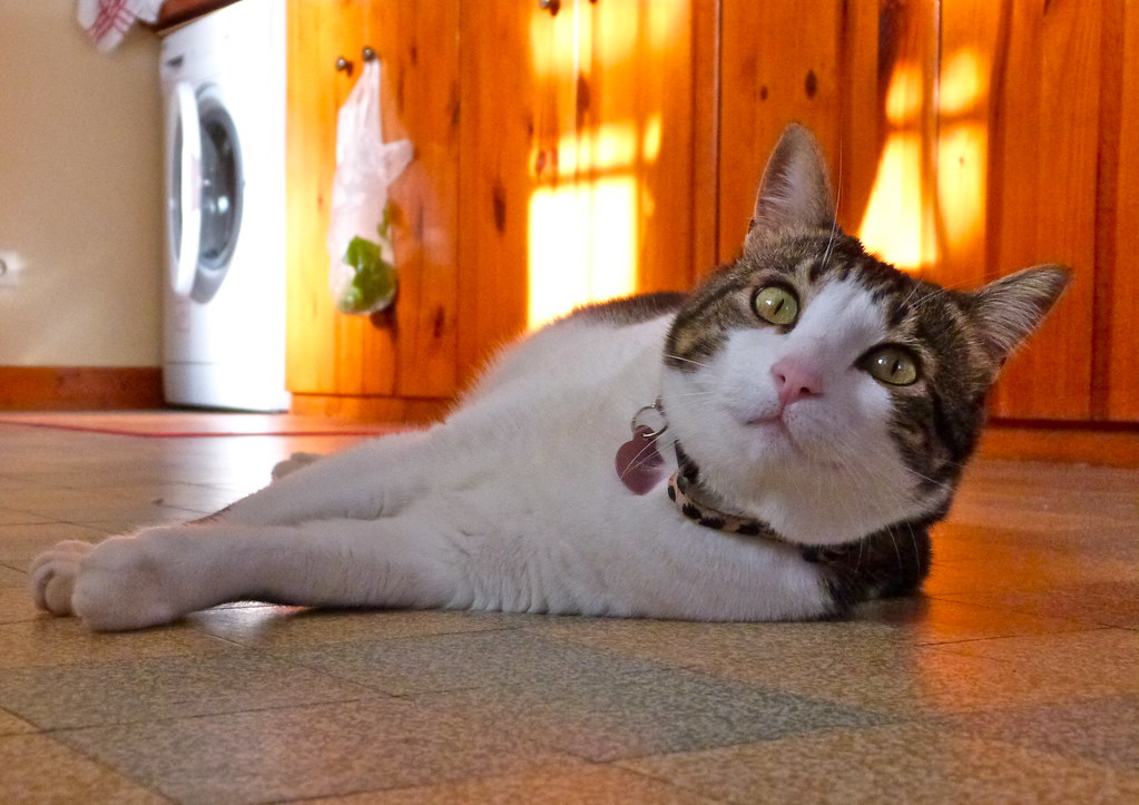 猫咪凌晨跑酷怎么办？先调整捕猎游戏和晚餐节奏