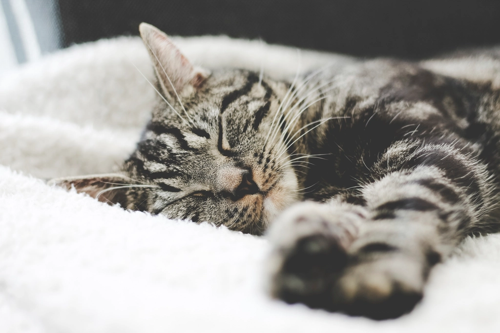 猫咪安静时呼吸频率怎么数？睡着后连续记录更准确