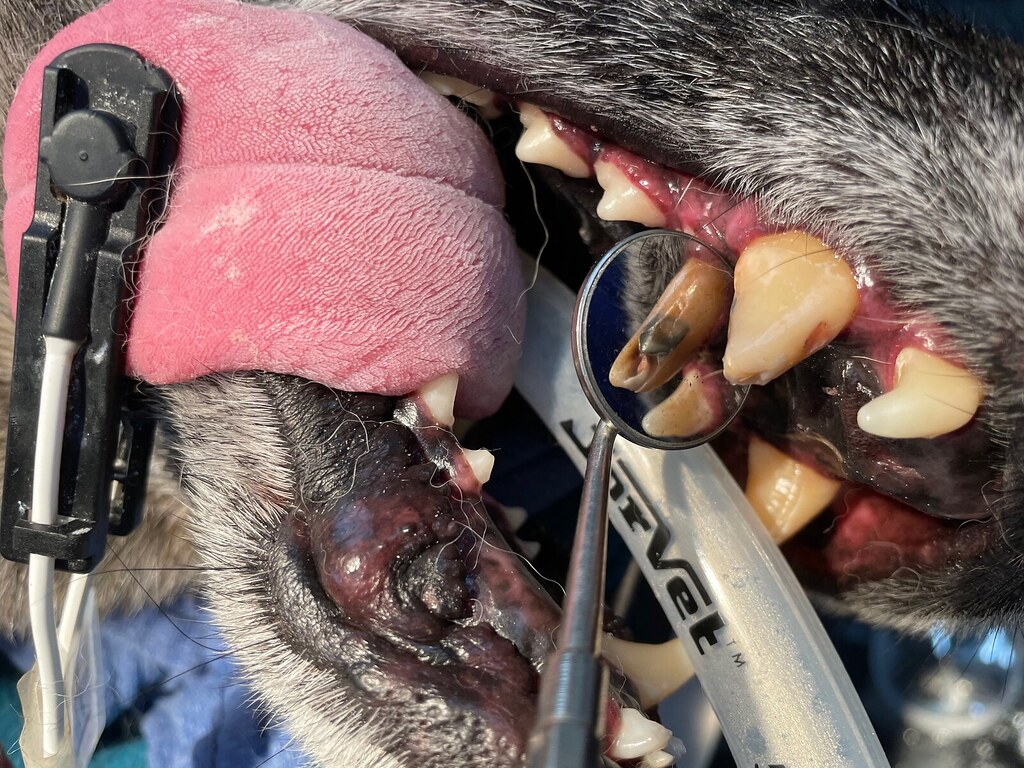幼犬双排牙怎么办？乳牙不掉可能影响恒牙位置