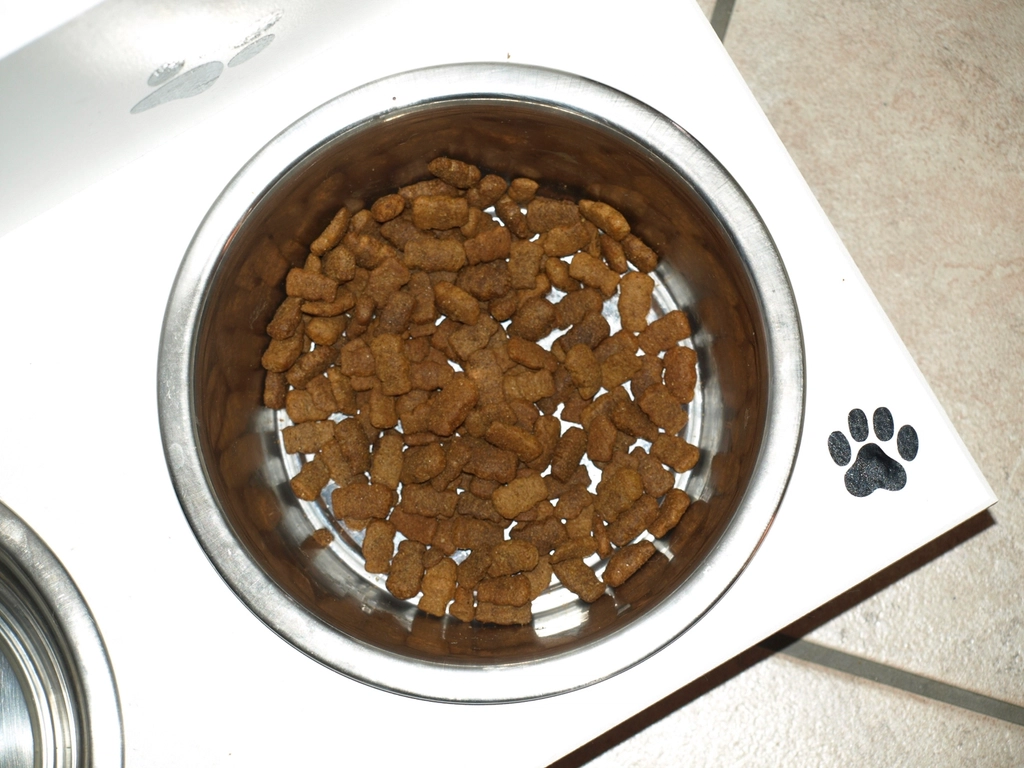 怎么教狗狗安静等饭？从一秒停顿开始而不是反复说不许动