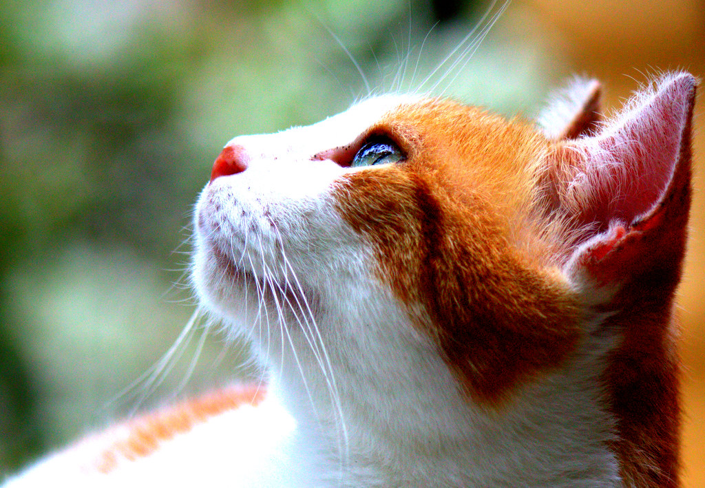 猫狗绝育后要马上换粮吗？先观察体重和每日热量