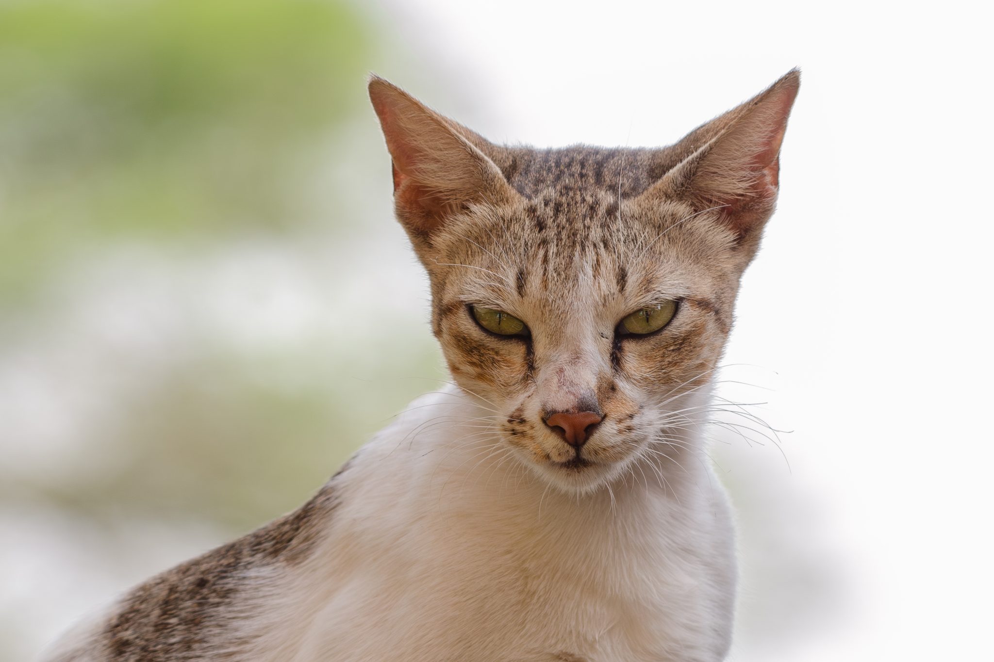 猫咪第三眼睑露出来正常吗？清醒时持续可见要查原因