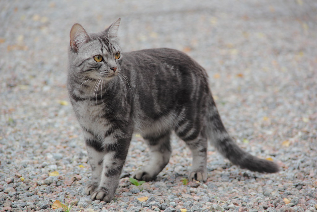 猫咪尾巴根油腻有黑点怎么办？不要把所有黑屑都当跳蚤