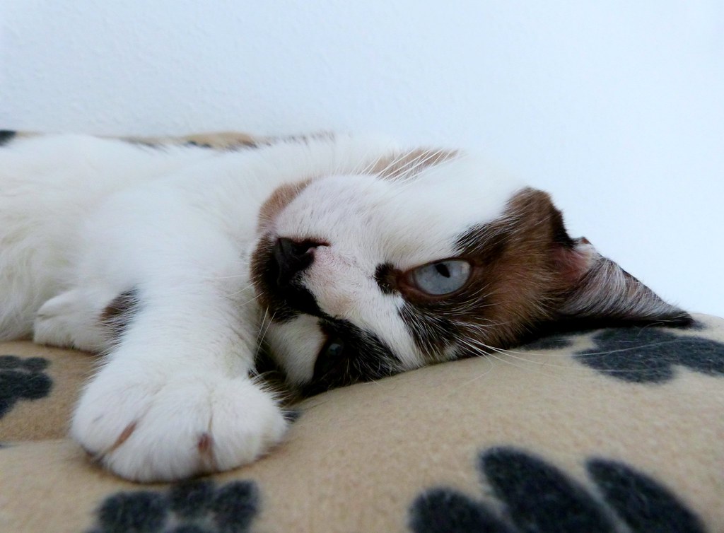 猫咪下巴黑黑的怎么清理？先分清污渍和猫下巴痤疮