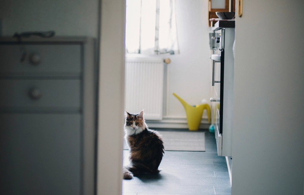 多猫家庭一只猫总堵住通道怎么办？先增加路线再谈相处训练