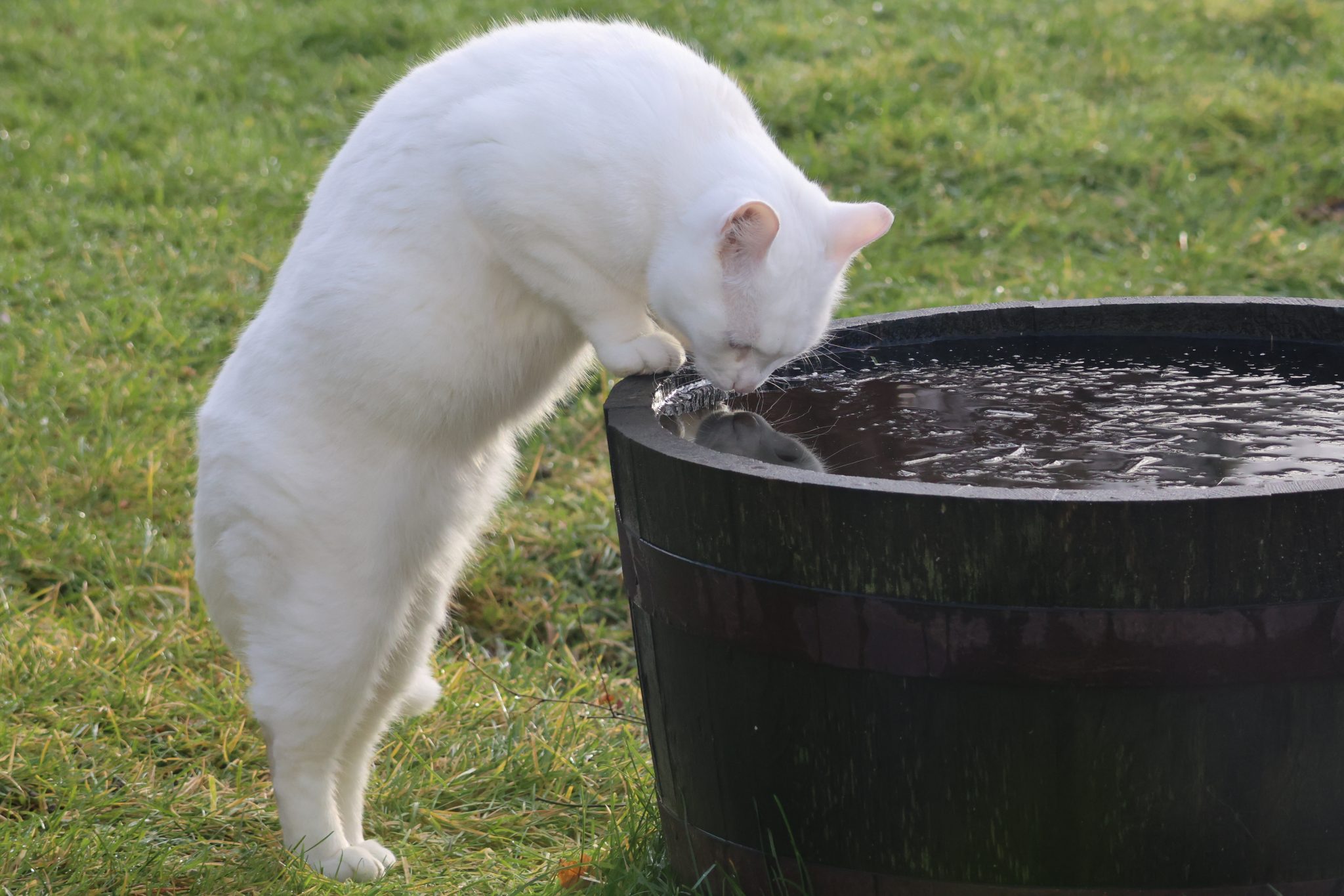 怎样测猫咪每天喝了多少水？多水源家庭也能做相对准确记录