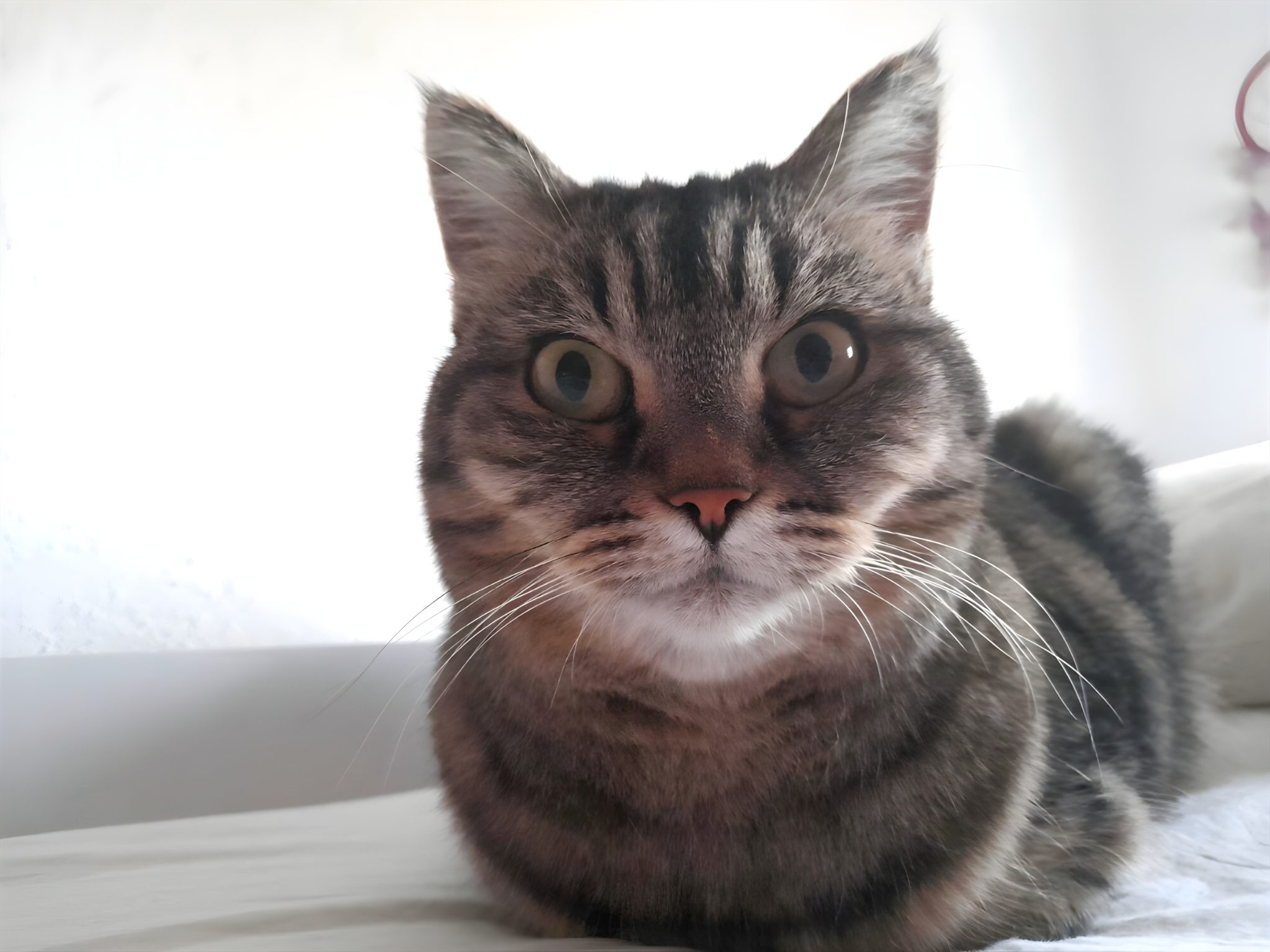 猫咪胡须可以剪吗？触须功能、自然脱落和口周护理要分开