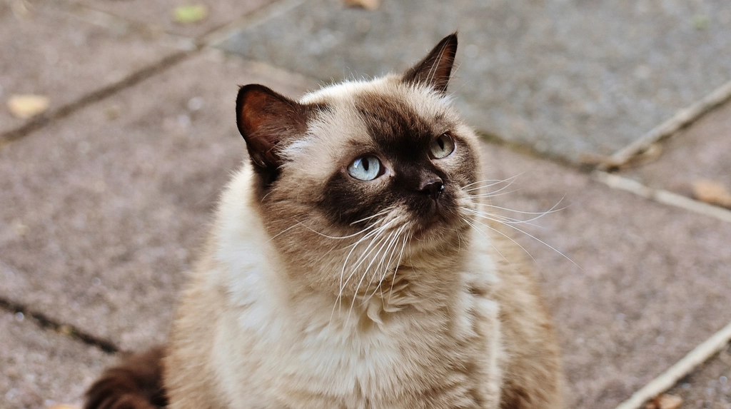 猫咪皮屑突然变多怎么办？先看分布、瘙痒和自我梳理能力