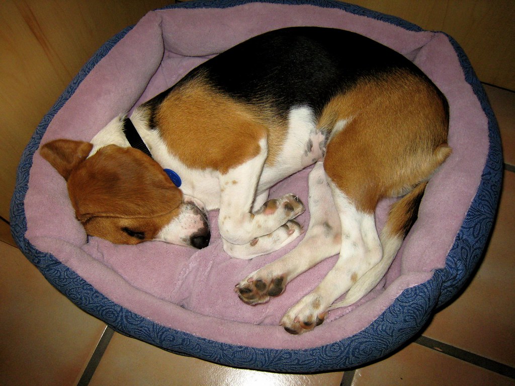 老年犬突然比以前怕冷怎么办？先排查消瘦、疼痛和内分泌变化