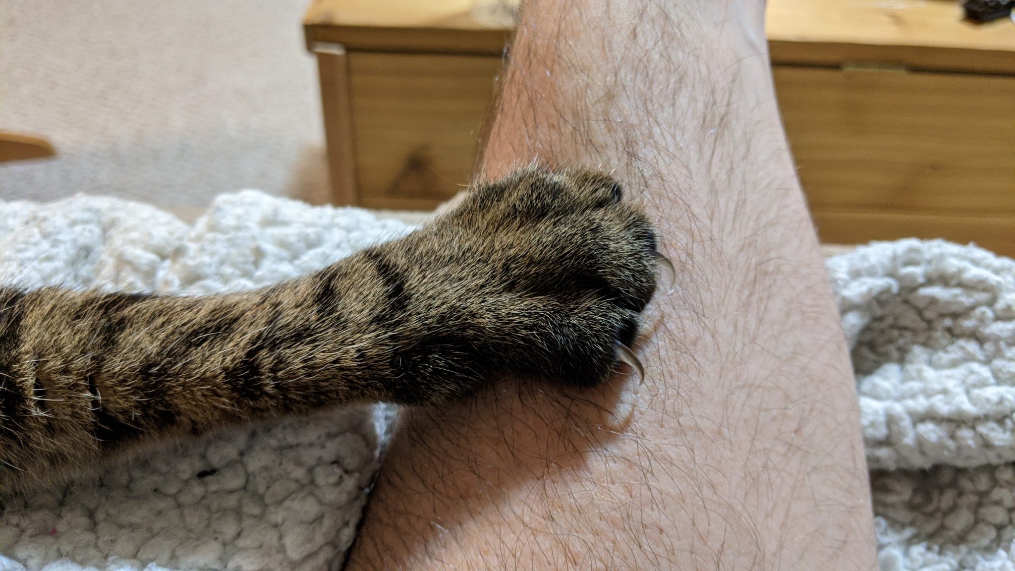 猫咪指甲分层脱壳正常吗？先分清自然甲鞘和真正劈裂