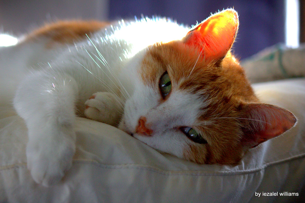 猫咪慢慢眨眼是什么意思？结合距离、耳朵和身体姿势理解