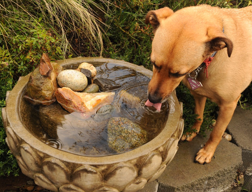 老年犬喝水总呛咳怎么办？先调整容器，再排查吞咽和呼吸问题