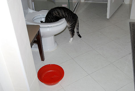 猫咪喝水突然变多要紧吗？先记录饮水量、尿量和伴随症状