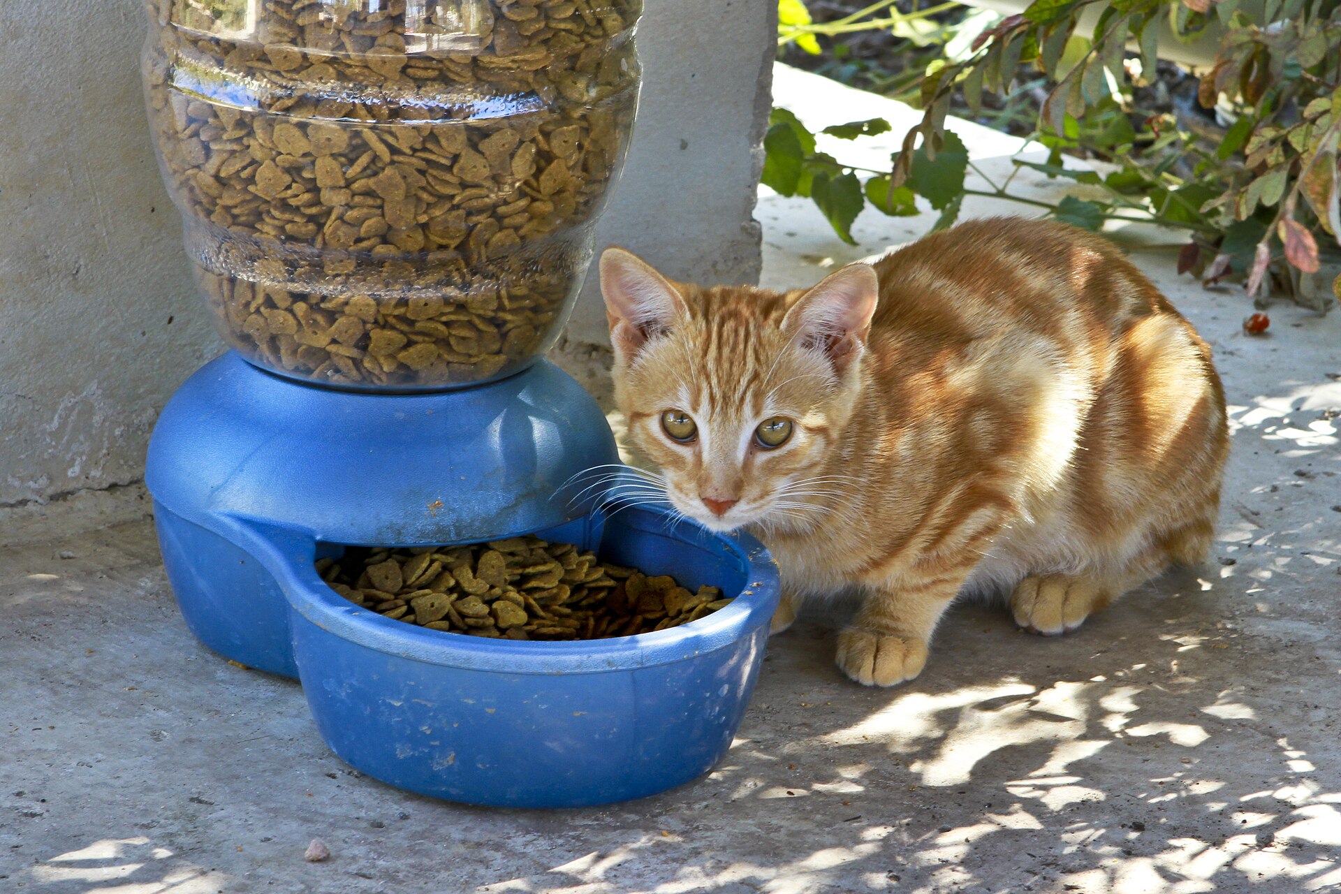 9月3日：猫咪吃得少但精神正常怎么排查？食量记录、环境和观察期限