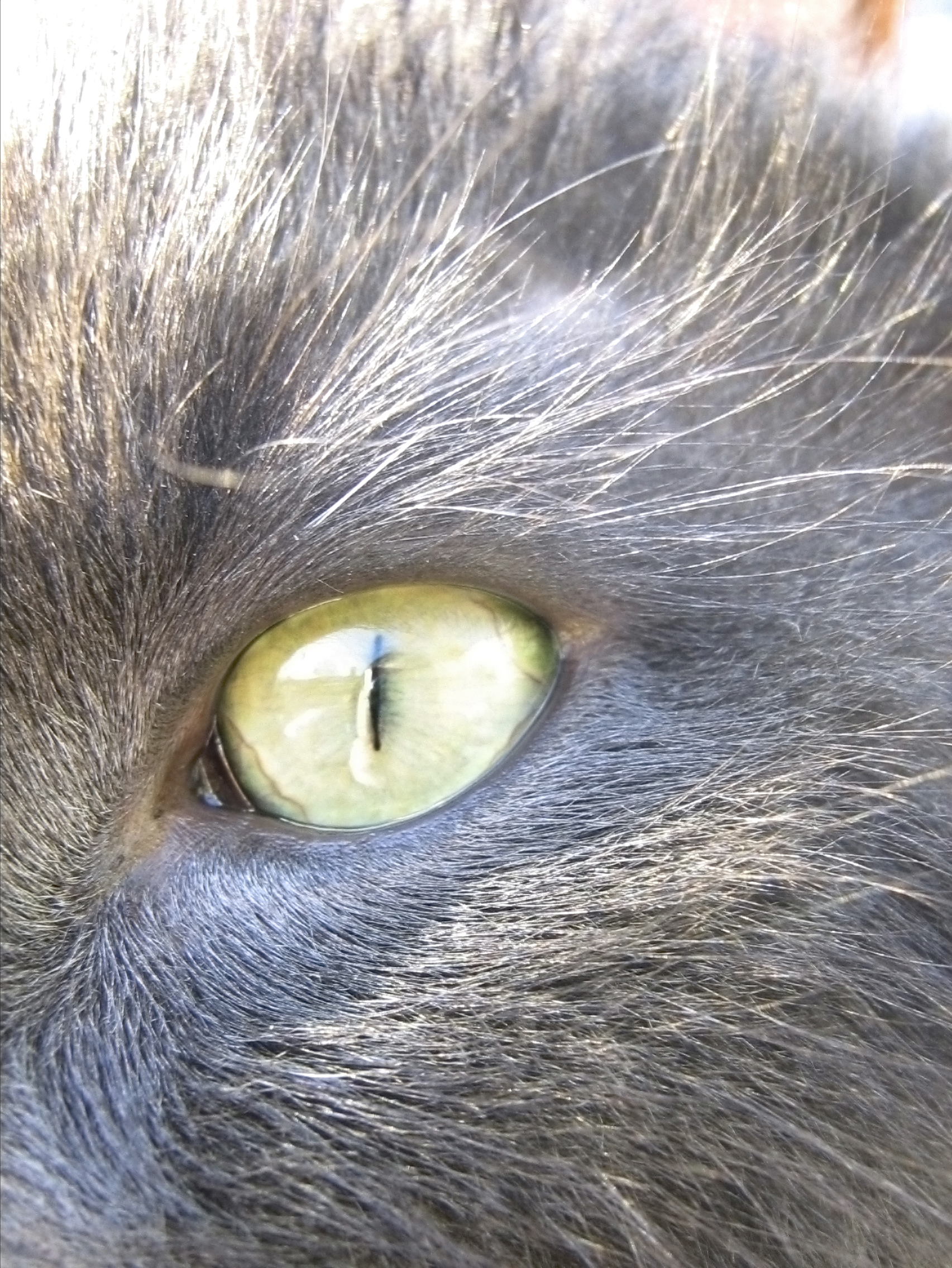 9月3日：猫咪频繁眨眼怎么排查？异物、眼睑和分泌物观察